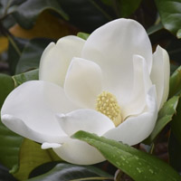 Una flor viva y pensante